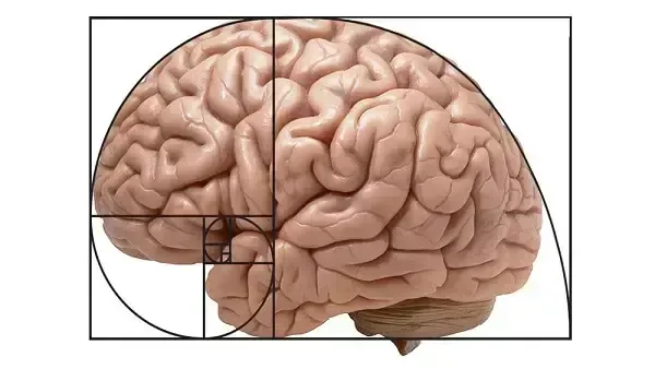 Geometria Biológica e Neurociência